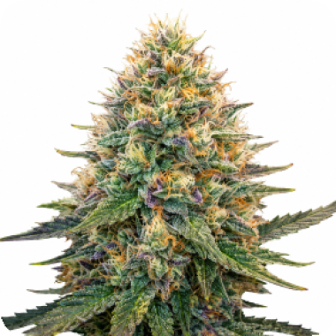 Good  Shit  Feminised  Cannabis  Seeds  2